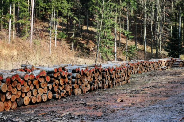 Troncos Árboles Cortados Bosque Destruyendo Naturaleza — Foto de Stock