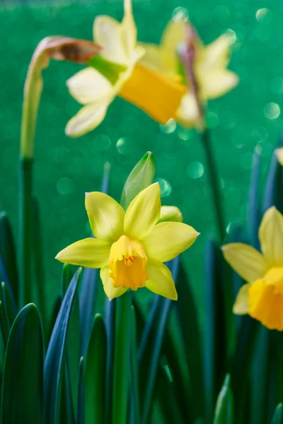 Žluté Narcisy Zeleném Pozadí Grafické Zdroje — Stock fotografie