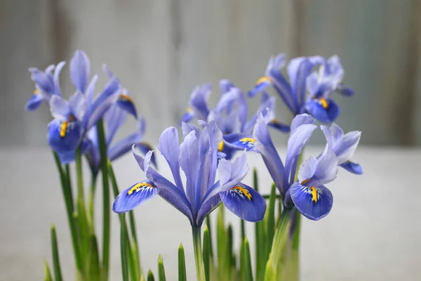 Ahşap Arka Planda Mavi Iris Çiçekleri Dekoru — Stok fotoğraf