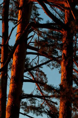 Gün batımında çam ağaçları olan soyut bir arka plan. Grafiksel kaynaklar