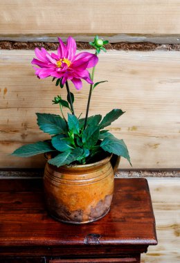 Seramik kapta pembe bir yıldız çiçeği. Parti dekoru