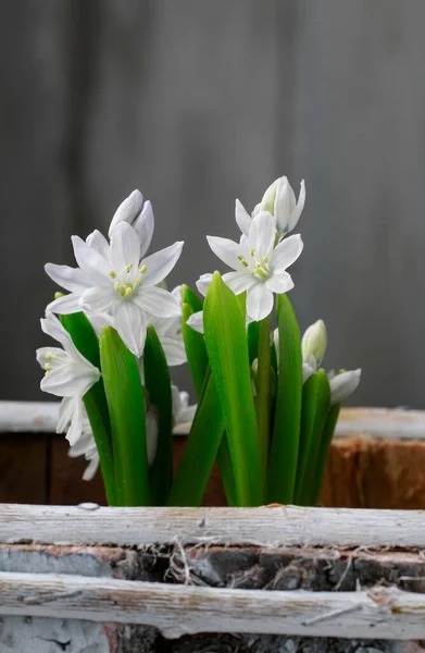 Белый Подснежник Анемон Anemone Sylvestris Цветы Весенние — стоковое фото