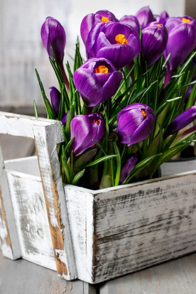 Piękne Fioletowe Krokusy Białym Drewnianym Pudełku Płynie Wiosna — Zdjęcie stockowe