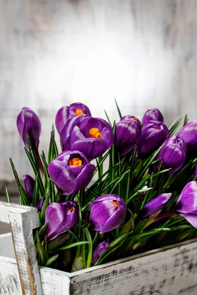 Beautiful Violet Crocuses White Wooden Box Spring Flowes — Stock Photo, Image