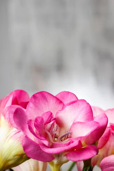 Frezja Różowe Kwiaty Drewniane Tła Miejsce — Zdjęcie stockowe