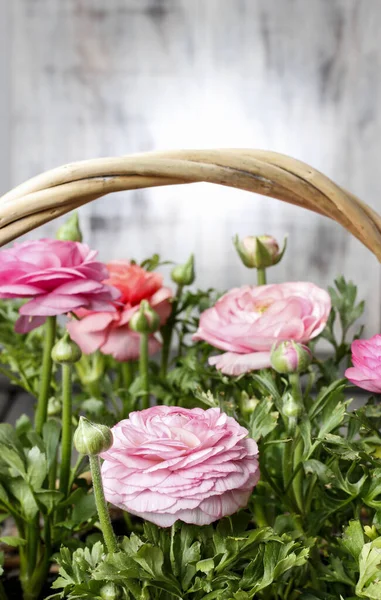 Rieten Mand Met Roze Perzische Boterbloem Bloemen Feestdecor — Stockfoto