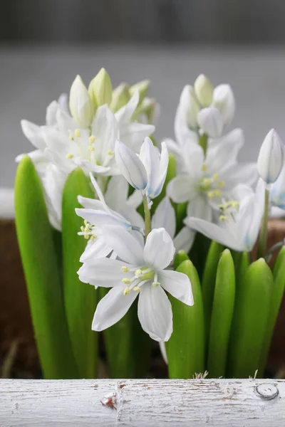 Белый Подснежник Анемон Anemone Sylvestris Цветы Весенний Декор — стоковое фото