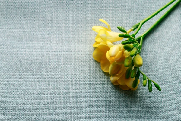 Eine Gelbe Freesia Blume Auf Blauem Stoff Hintergrund Grafische Ressourcen — Stockfoto