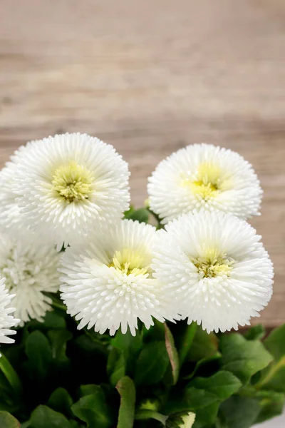 Weiße Gänseblümchen Blühen Auf Hölzernem Hintergrund Party Dekor — Stockfoto