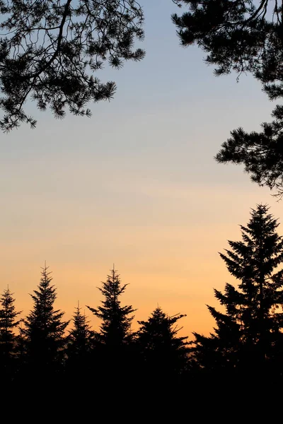 Хвойные Деревья Фоне Заходящего Солнца Графические Ресурсы — стоковое фото