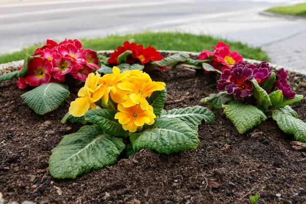 Pouliční Dekorace Prvotřídními Květinami Jarní Čas — Stock fotografie