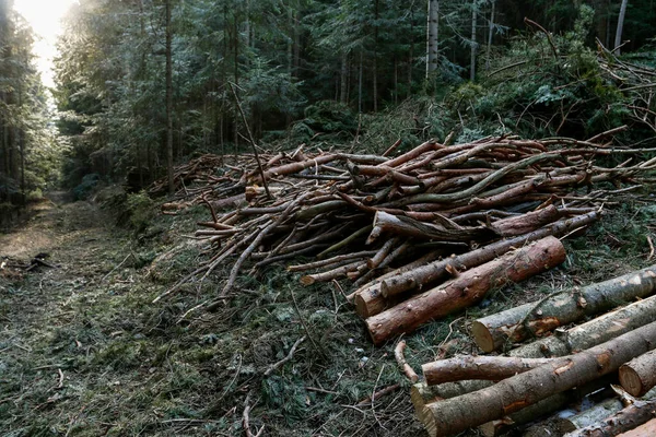 Tree Trunks Cut Forest Forest Harvesting — Stock Photo, Image