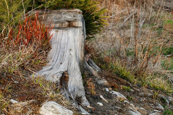 Trunchi Copac Vechi Printre Plantele Din Pădure Natura Sălbatică — Fotografie, imagine de stoc