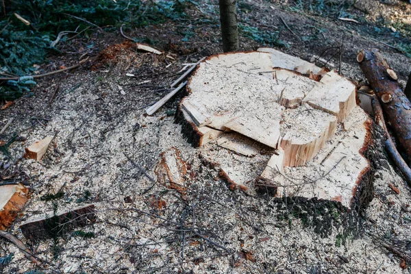 Tronchi Albero Tagliati Nella Foresta Devastante Natura Selvaggia — Foto Stock