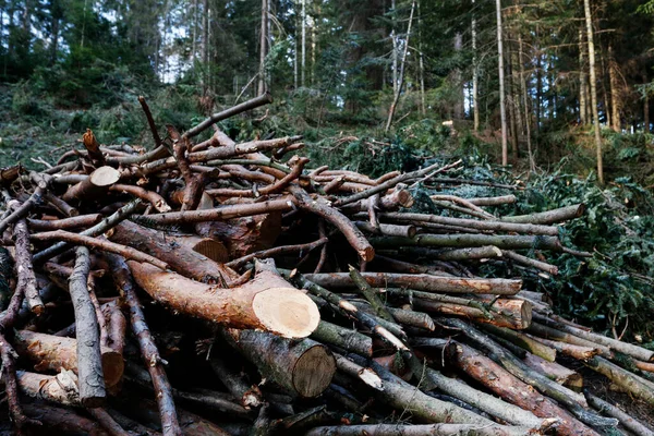 Baumstämme Wald Gefällt Verheerende Wilde Natur — Stockfoto