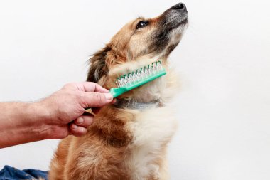 Adam köpeğini fırçalıyor. Köpek bundan memnun değil..