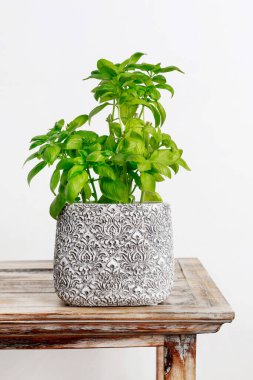 Gri kaptaki fesleğen bitkisi beyaz arka planda izole edilmiş. Sağlıklı yemek.