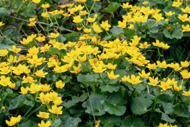 Caltha Palustris, Marsh-Marigold ve Kingcup olarak bilinir. Yaz çiçekleri