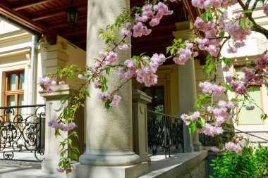 Bahçede çiçek açan bir ağaç dalı. Bahar geldi.