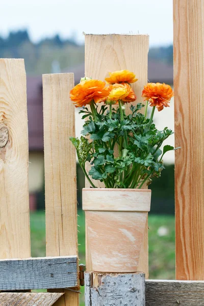 Květ Ranunkulu Keramickém Hrnci Zahradní Výzdoba — Stock fotografie