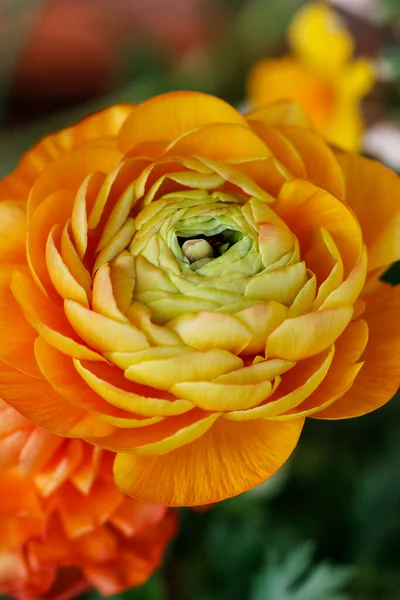 Eine Schöne Orangefarbene Hahnenfuß Blume Party Dekor — Stockfoto