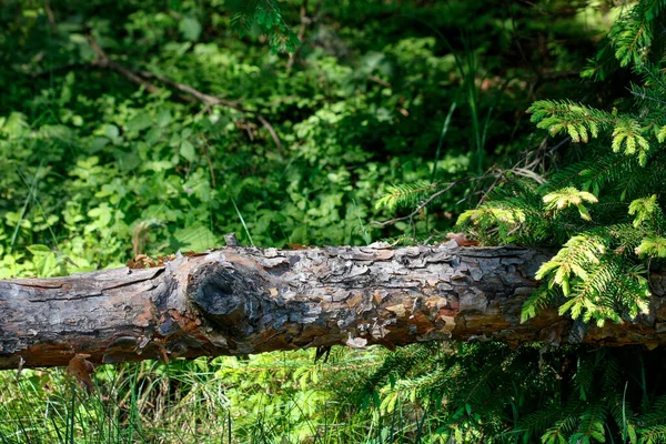Orman Manzarasının Ayrıntıları Sakin — Stok fotoğraf