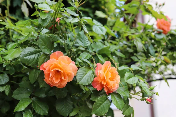 Ein Englischer Rosenstrauch Heimischen Garten Frühlingszeit — Stockfoto