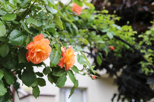 英国玫瑰灌木在自家花园里 春天的时间 — 图库照片