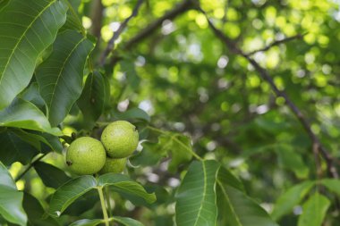 Bahçedeki ağaçta yetişen olgunlaşmamış cevizler. Bahçe hobisi