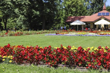 Şehir parkında çiçek yatağı, Rabka, Polonya.