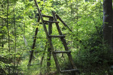 Ormanda tahta merdiven (stil). Vahşi doğa.