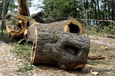 Felaket bir fırtınada 600 yaşındaki ağaçlar yok edildi..