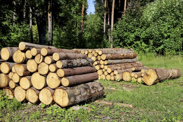 Trädstammar Klippta Skogen Naturen Grafiska Resurser — Stockfoto