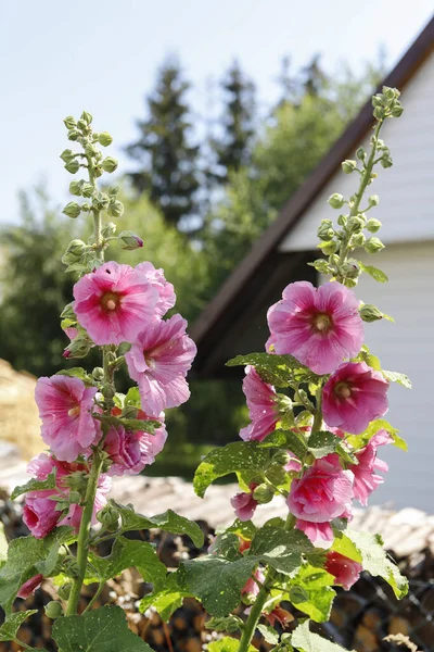 Pink Mallows Garden Alcea Flower Commonly Known Hollyhocks Summer Time — Stock Photo, Image