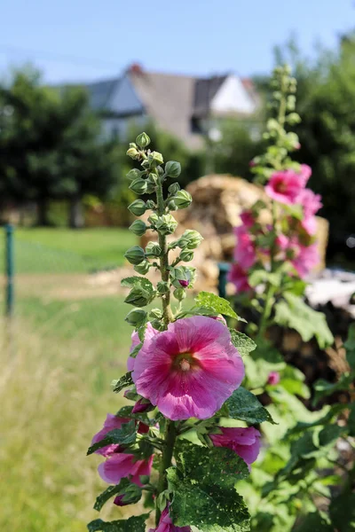 Pink Mallows Garden Alcea Flower Commonly Known Hollyhocks Summer Time — Stock Photo, Image