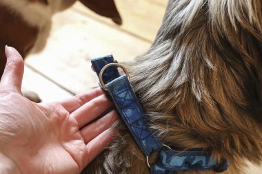 Kadın küçük Yorkie 'ye köpek koşumunu takıyor. Hayvan sevgisi