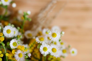 Tansy, papatya çayı ve diğer kır çiçekleriyle dolu çiçek arkaplanı. Grafiksel kaynaklar