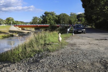 Rabka Zdroj 'da nehir kenarında dolaşan bir leylek..