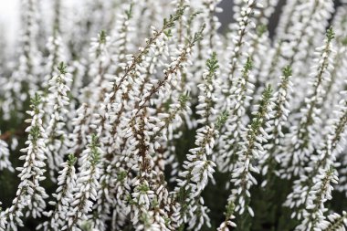 Bahçede beyaz funda (Calluna vulgaris). Sonbahar çiçekleri