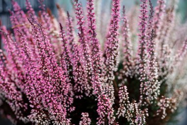 Pembe ve menekşe fundalığı (Calluna vulgaris). Sonbahar çiçekleri