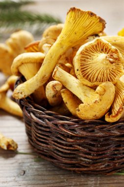 Cantharellus cibarius, bilinen adıyla chanterelle, Golden chanterelle veya Girolle. Yaz yemeği
