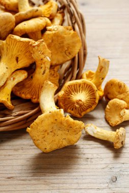 Cantharellus cibarius, bilinen adıyla chanterelle, Golden chanterelle veya Girolle. Yaz yemeği