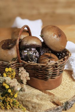 Yağmurdan sonra ormanda taze toplanmış mantarlar. Sağlıklı yemek.