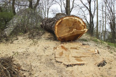 Şehirdeki ağaç gövdeleri kesilmiş. Grafiksel kaynaklar