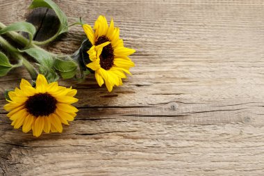 Ahşap arka planda güzel ayçiçekleri, kopyalama alanı. Grafiksel kaynaklar