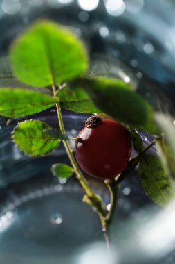 Karanlıkta tek bir gül kalçası meyvesi. Grafiksel kaynaklar