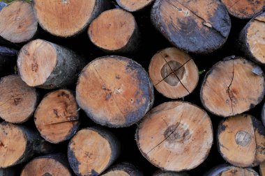 Ormanda kesilen ağaç gövdeleri. Grafiksel kaynaklar