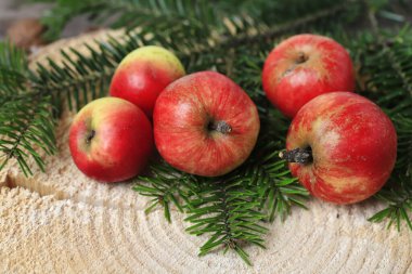 Küçük kırmızı elmalar ve köknar ile Noel süslemesi. Şenlik zamanı