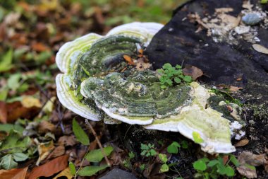 Ağaçta çoklu gözenekli mantar. Vahşi doğa.