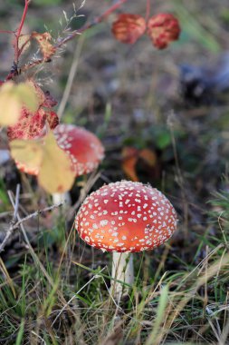 Ormanda kızıl sinek mantarı (amanita muscaria). Sonbahar zamanı
